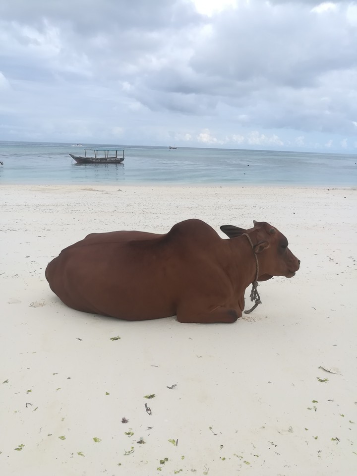 Good morning Zanzibar