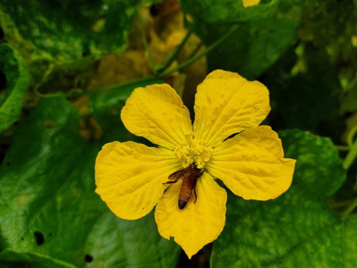 yellow flower
