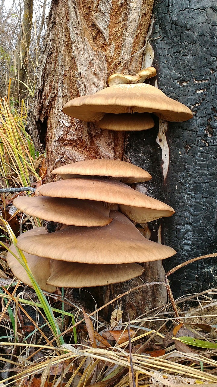 Mushrooms