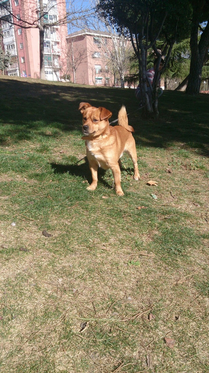 RINGO