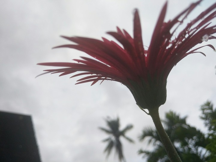 without sun