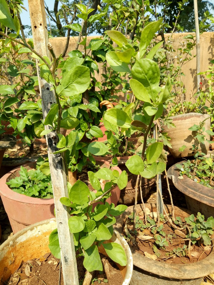 TREE KOLHAPUR