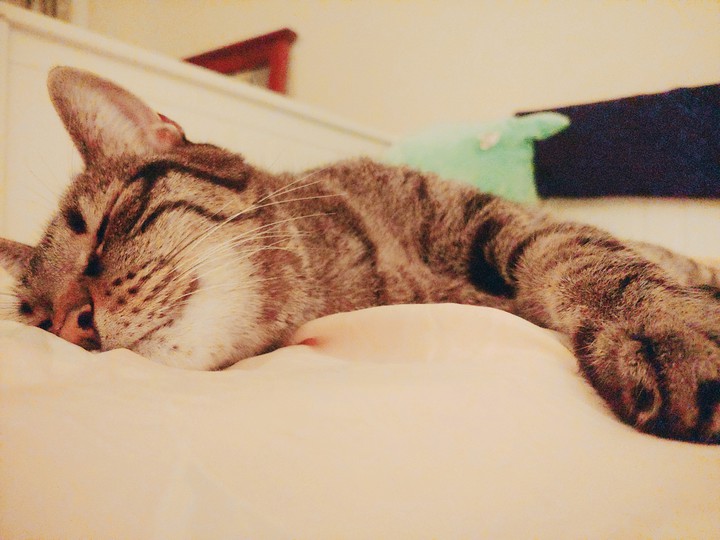 Catnap1