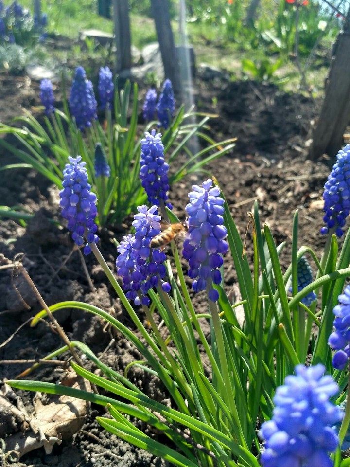 a busy bee