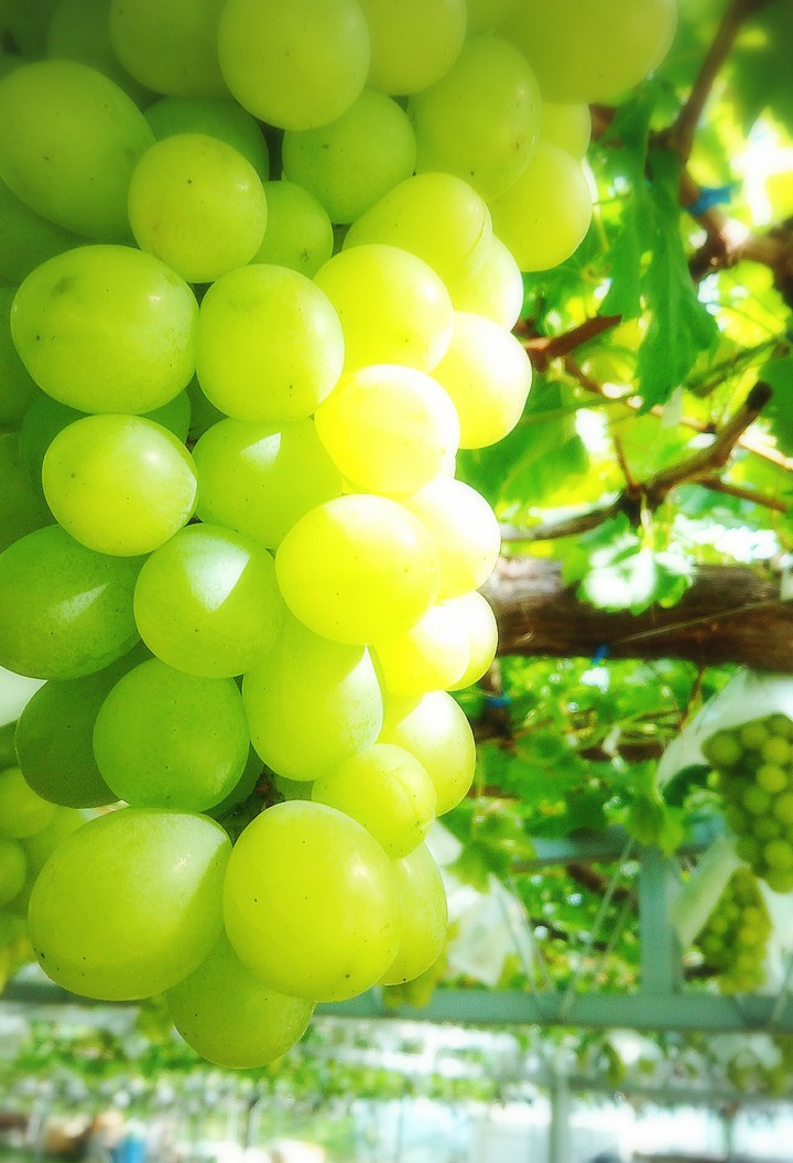 Grapes