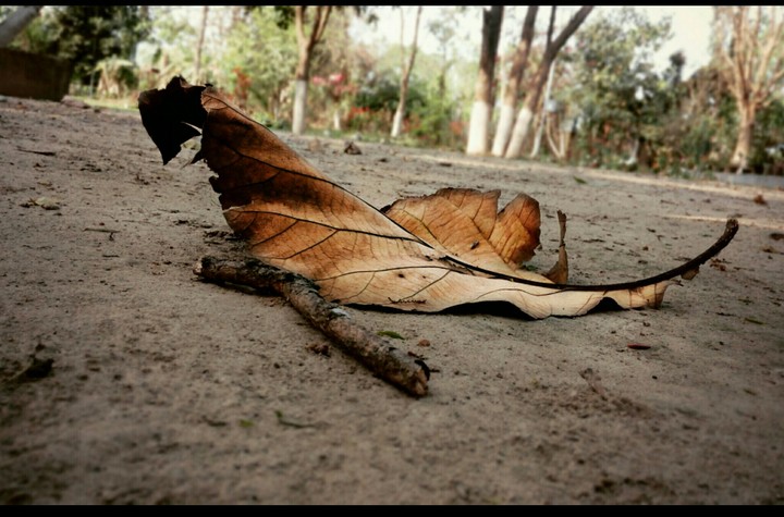 Nostalgic Nature