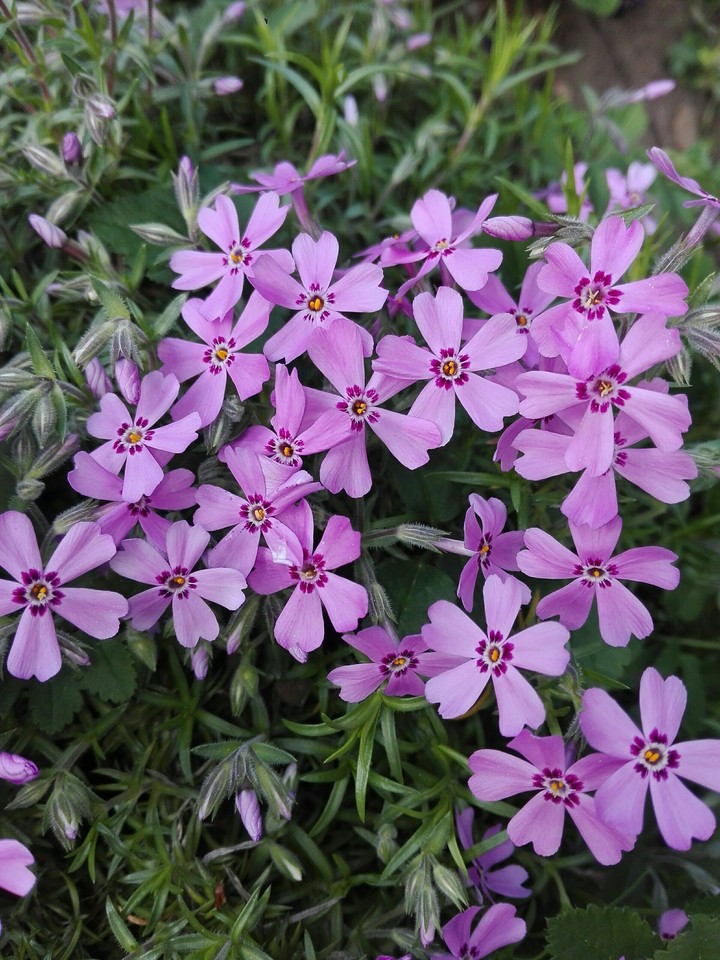 spring