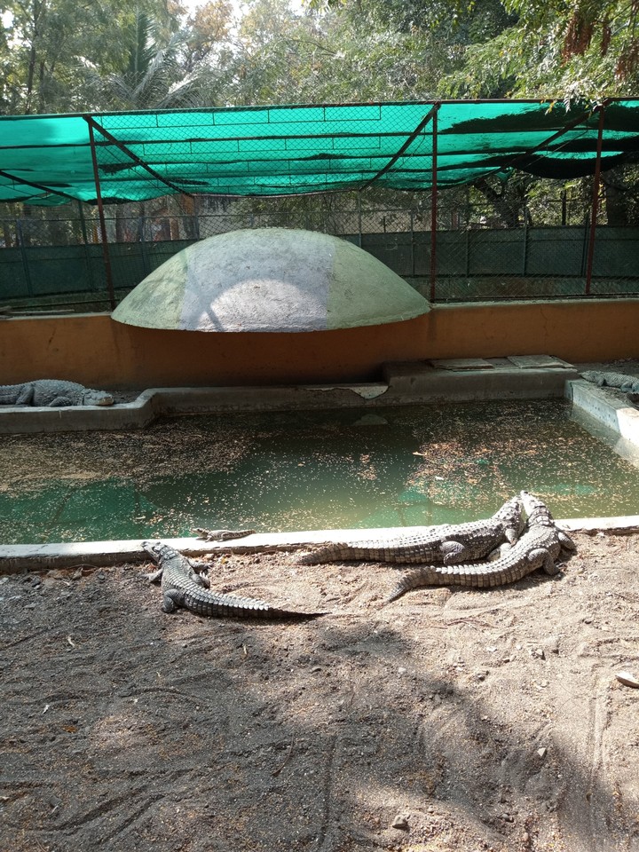 crocodile