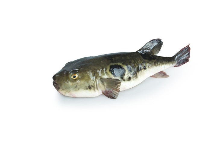 Fish