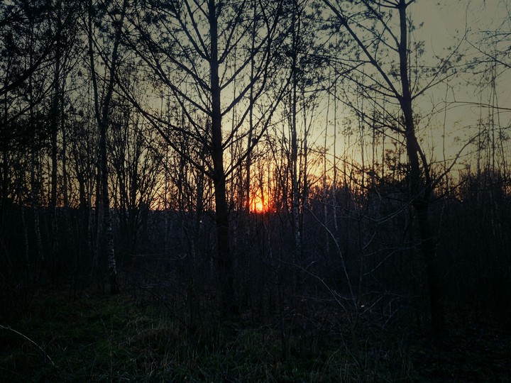 Sunset in birch and pine forest