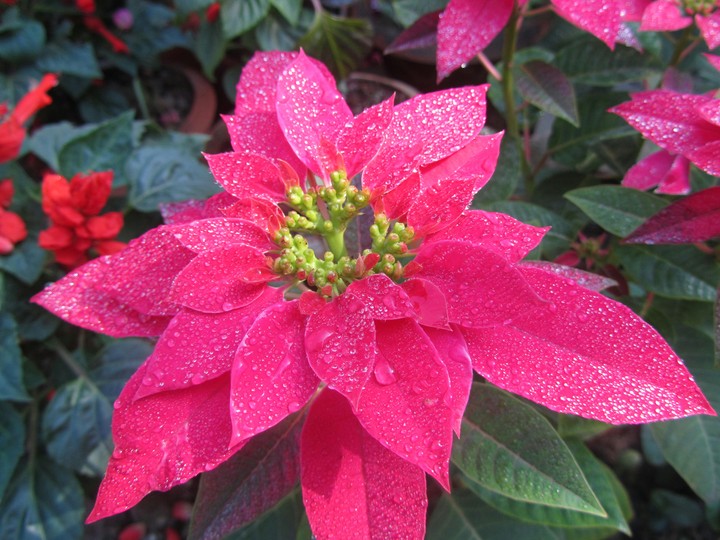 rainflower