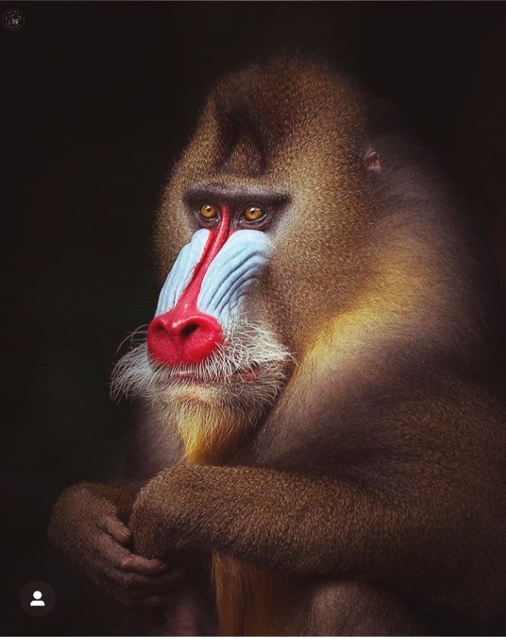 rare....... monkey species