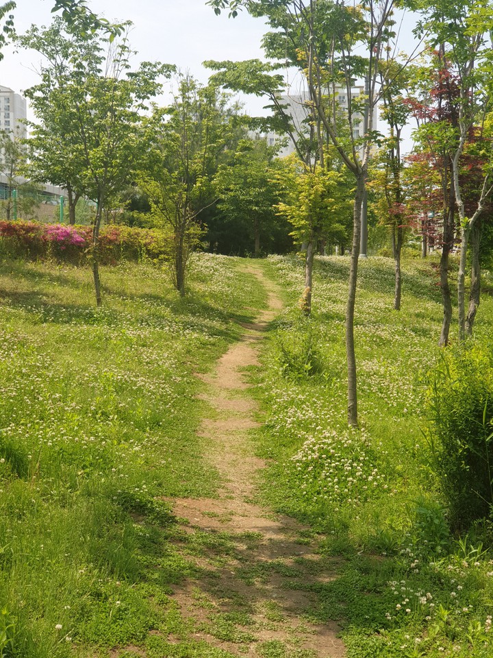 trail in spring