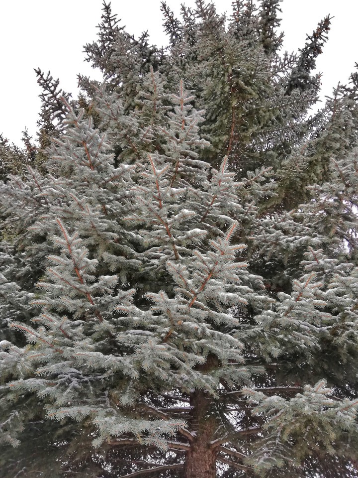 Snowy tree