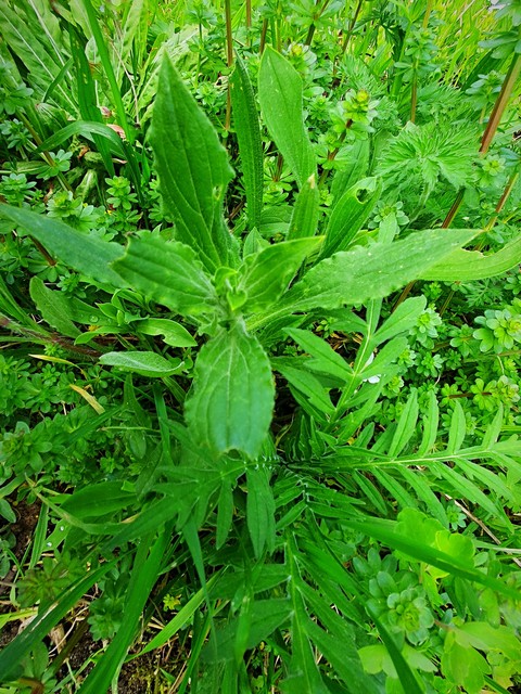 灌木, spring壁纸