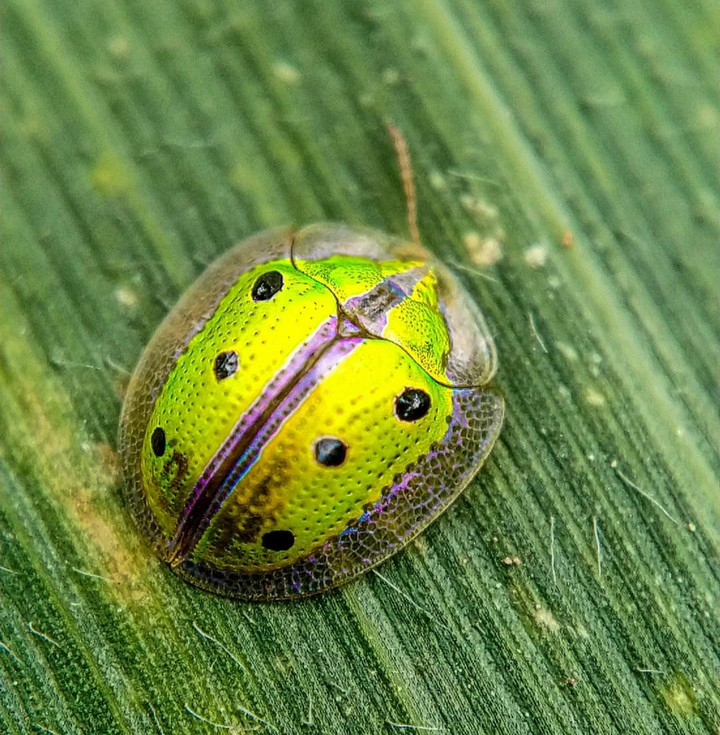 ?