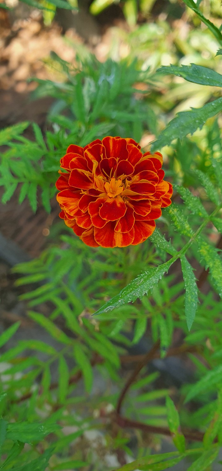 light red colour flower