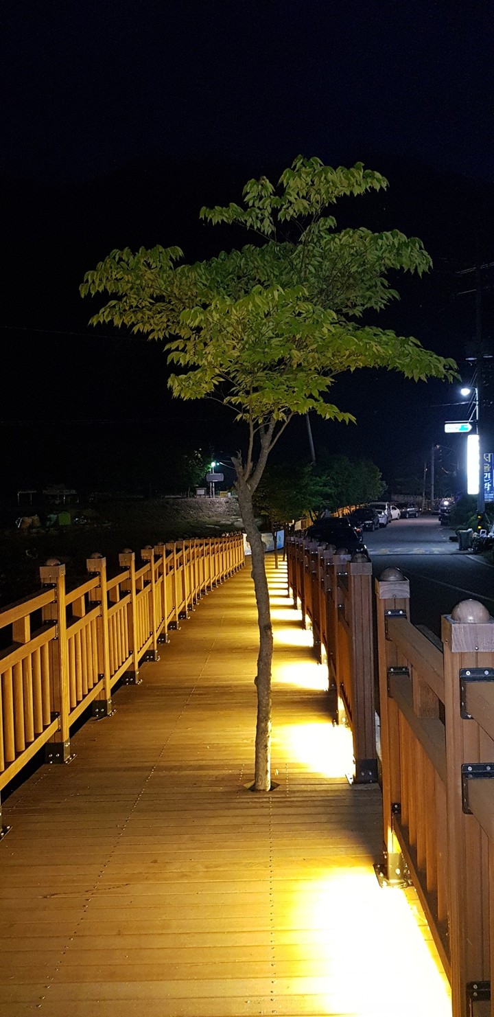 나무