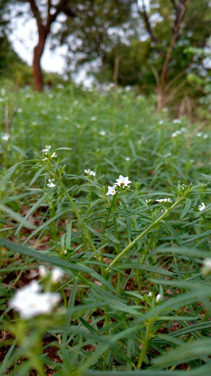 flower..sss