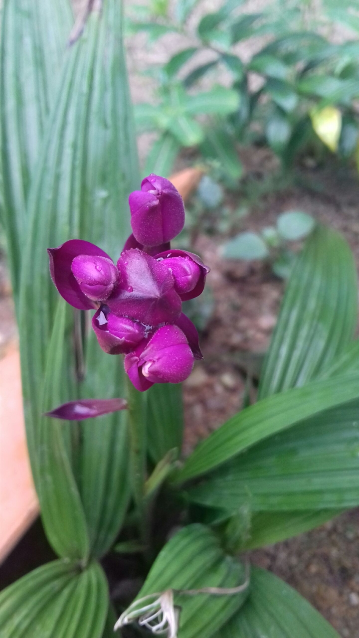orquidia