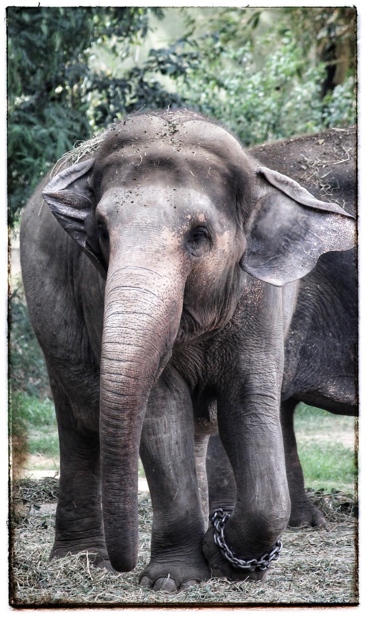 Elephant