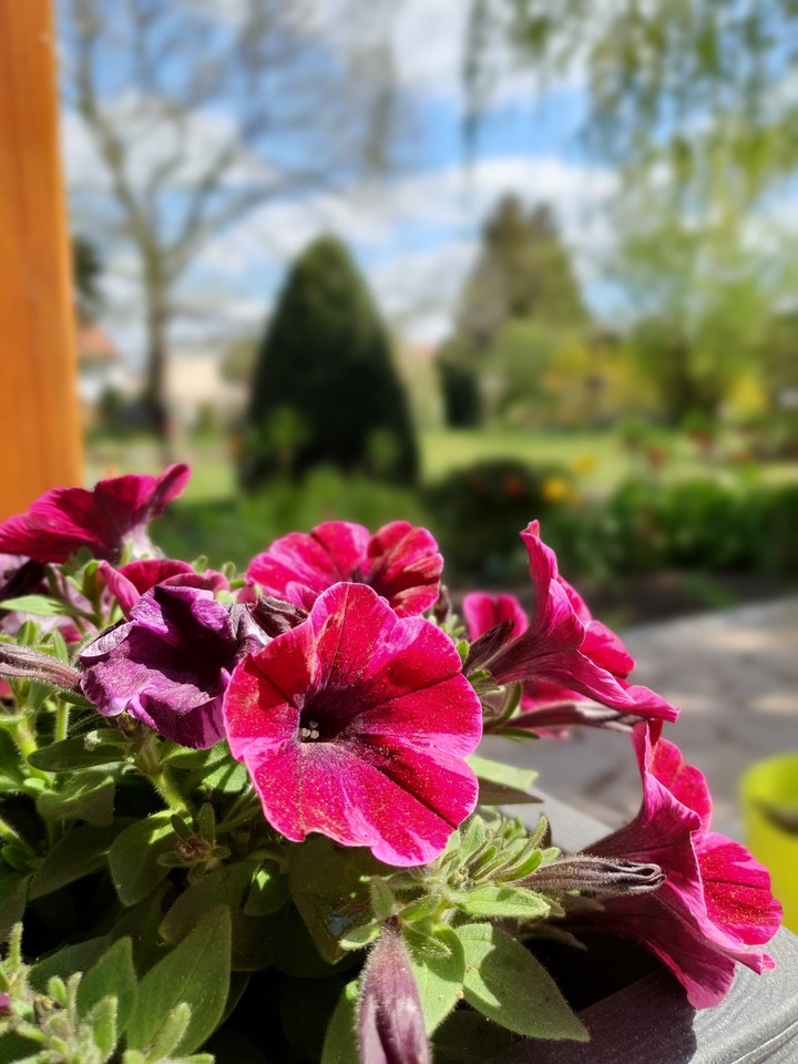 Red Flowers