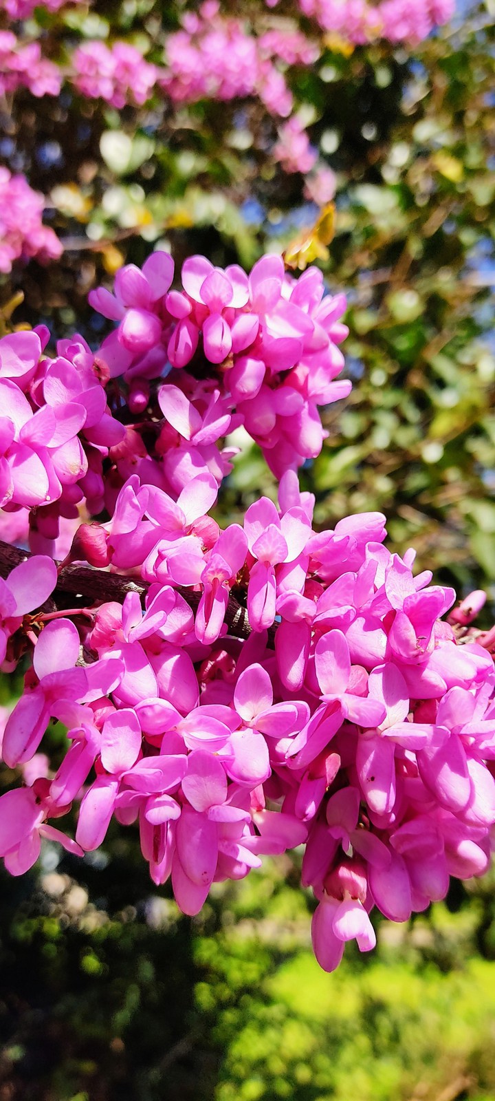 spring