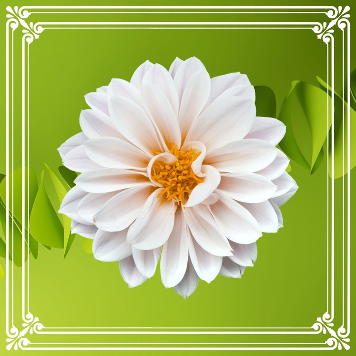 Fiore bianco