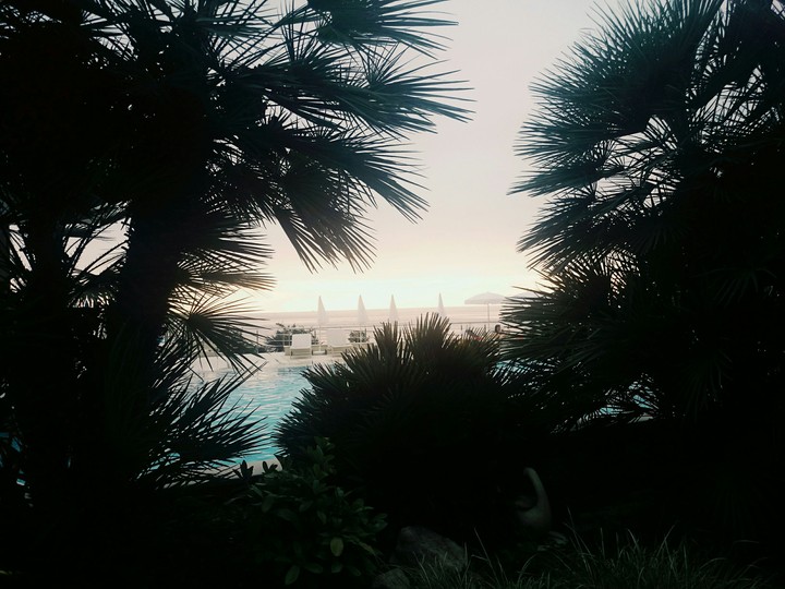 In palm trees