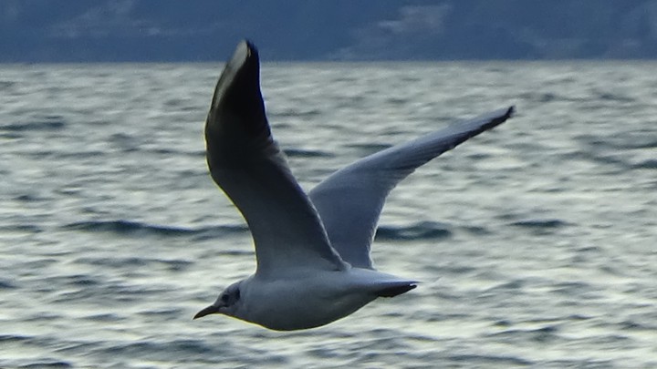 Scatto al volo