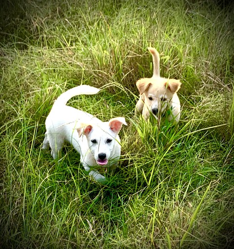 puppy