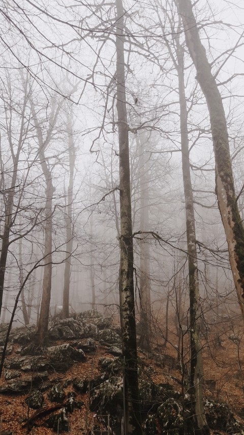 fondos de pantalla trunk, biome