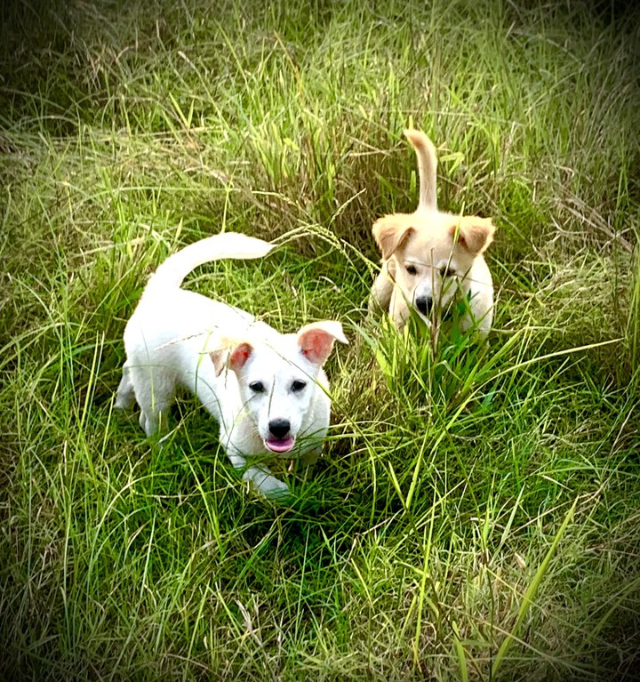 puppy