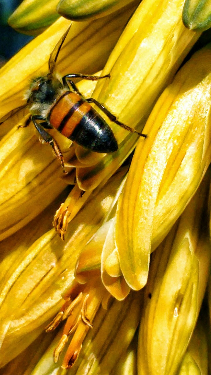 bee