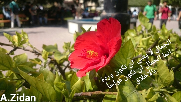 beautiful roze
