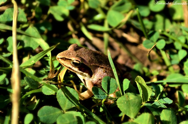 frogs