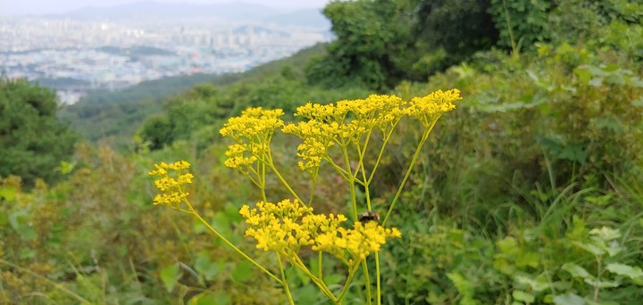 yellow wildflower^^