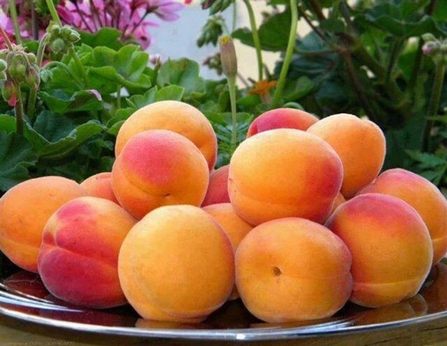 фрукты