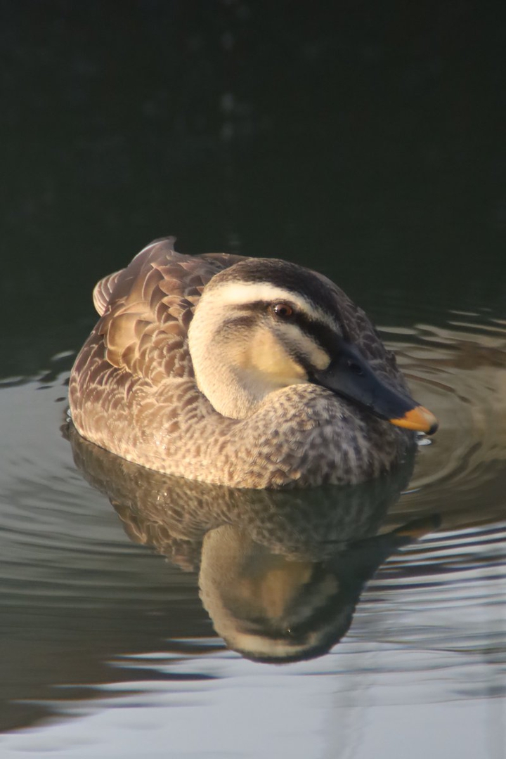duck