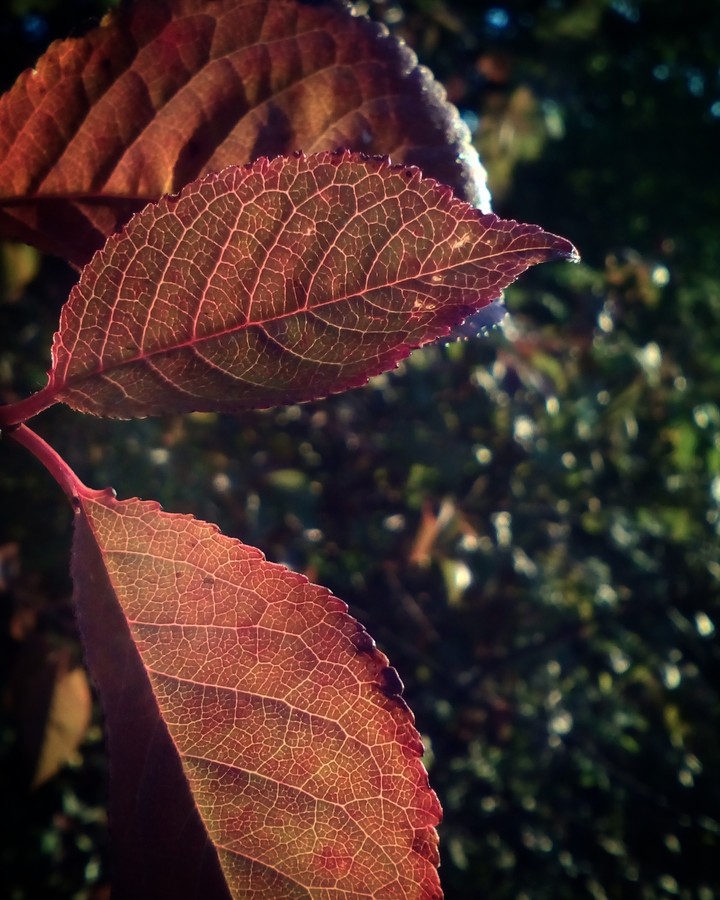#autumn