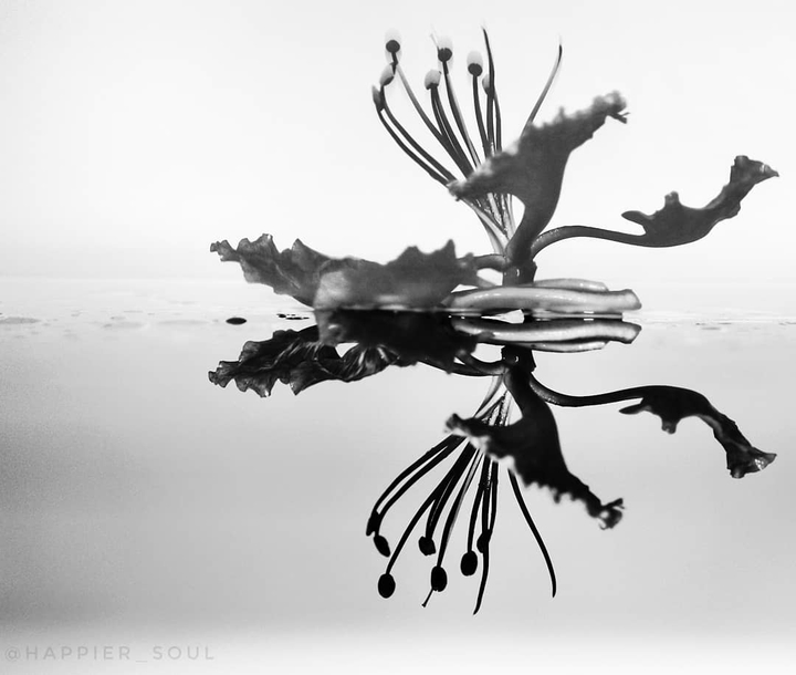 Reflections