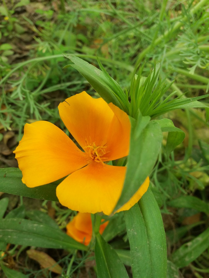 Nice flower