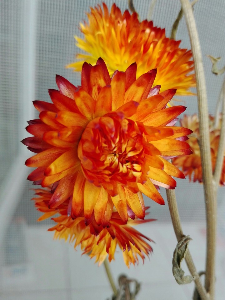 orange flower