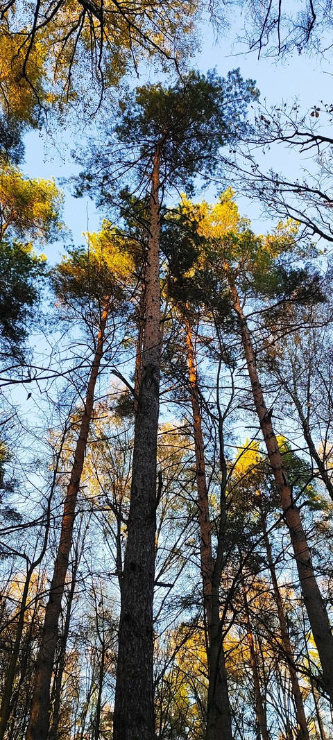 Autumn Forest