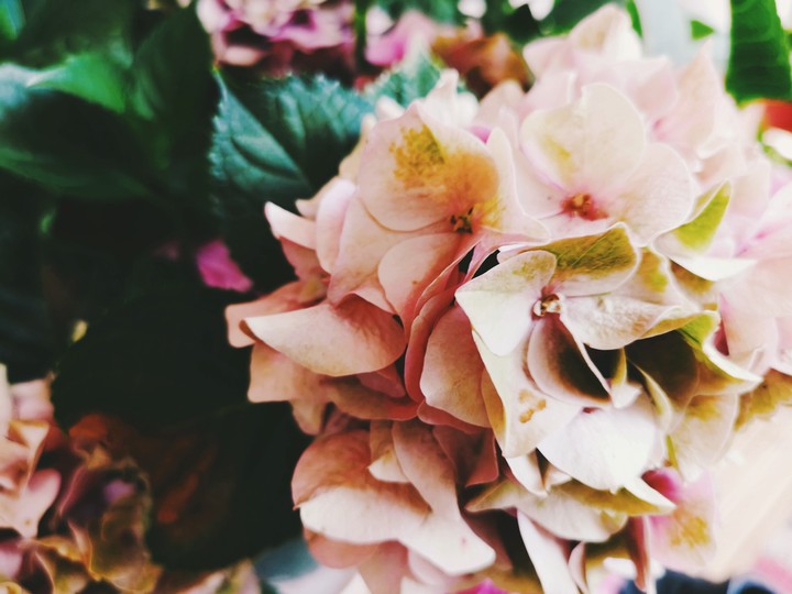 Hydrangea
