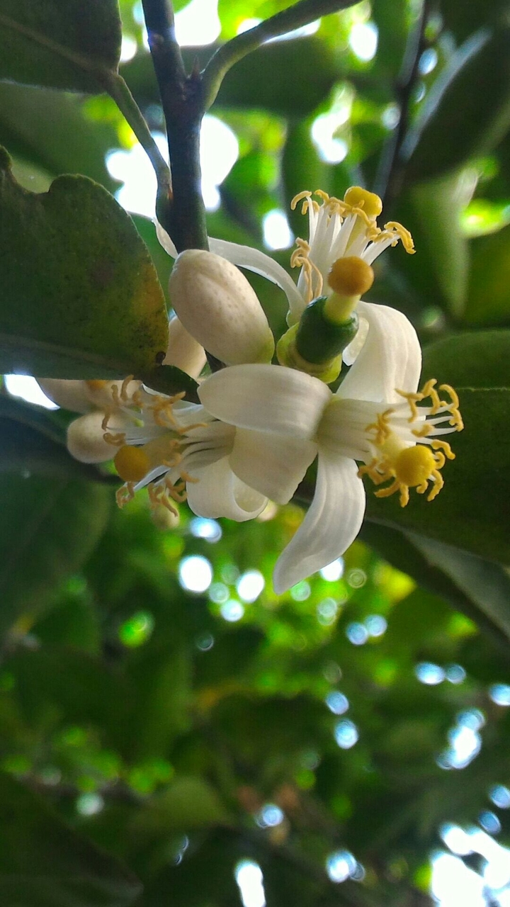 lemon flower
