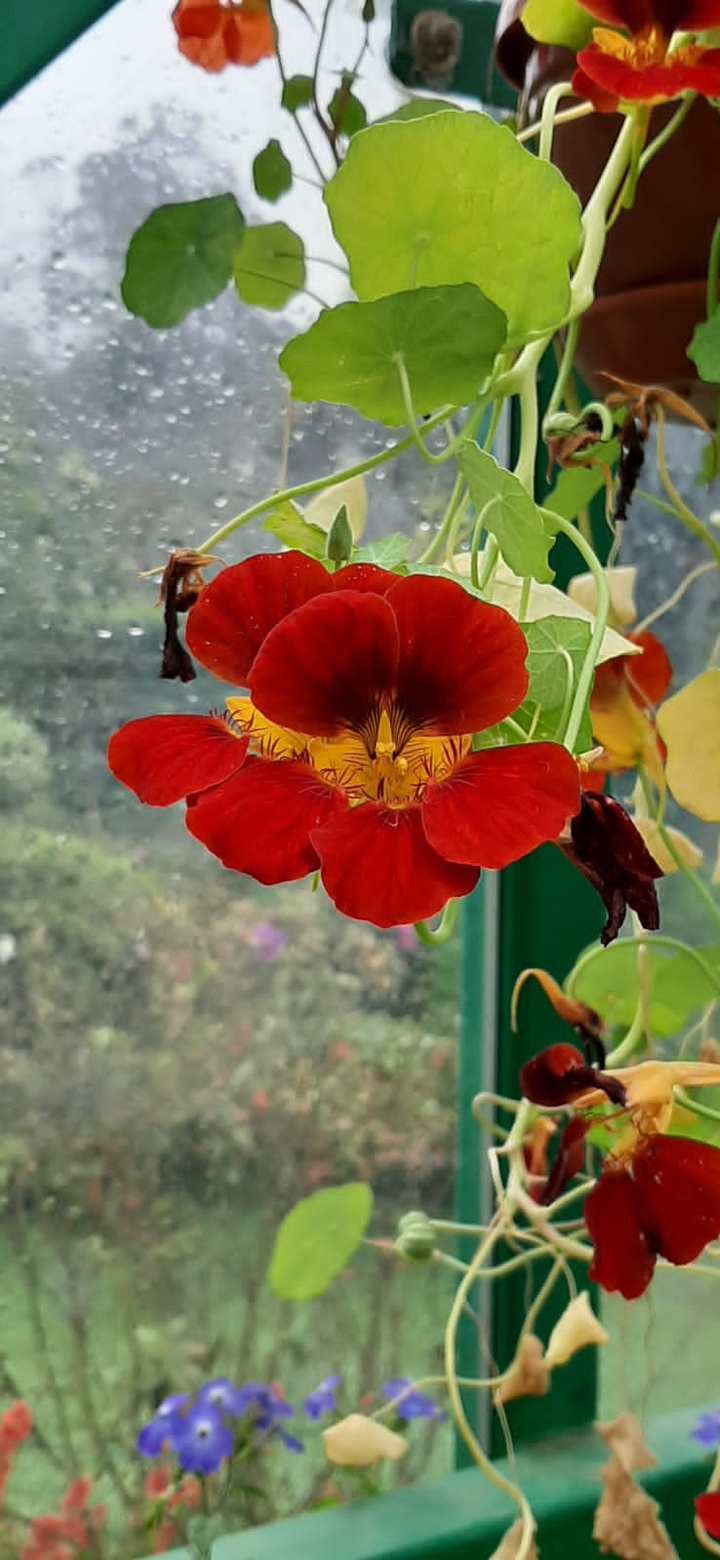 Beautiful red flowers