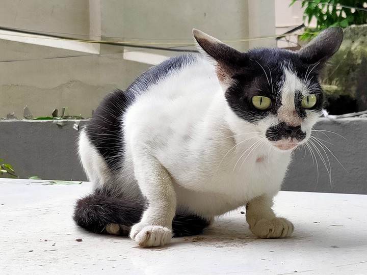 cat