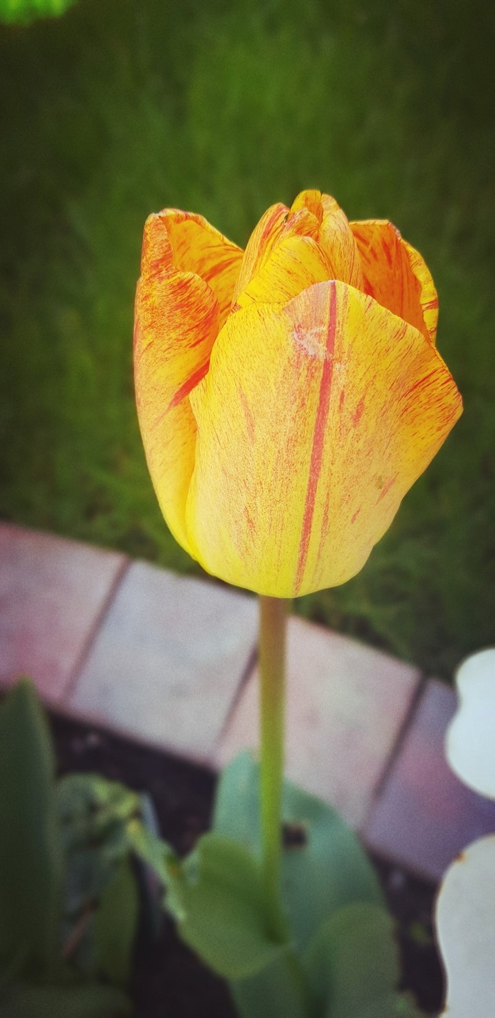 yelllow n red tulip