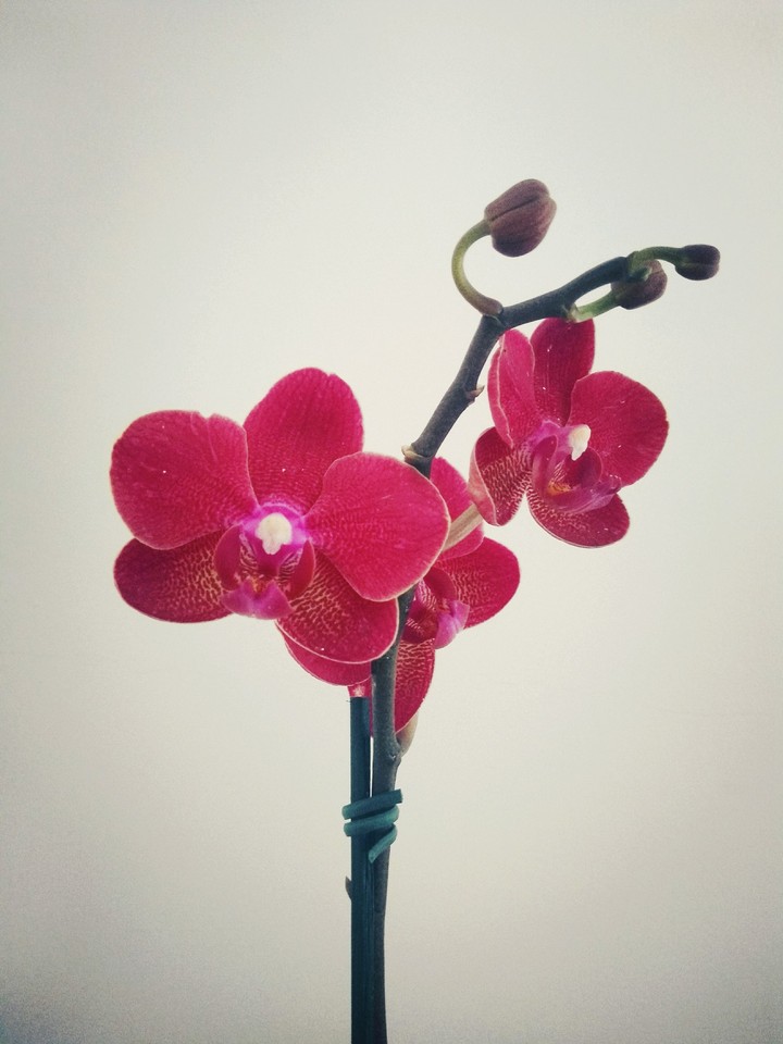 orquídea